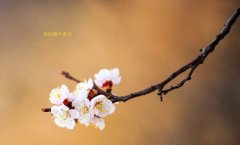 在這春暖花開的季節(jié)，歡迎你們加入知道網(wǎng)絡(luò)
